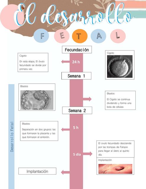 ¿Quién fue el primer obstetra?