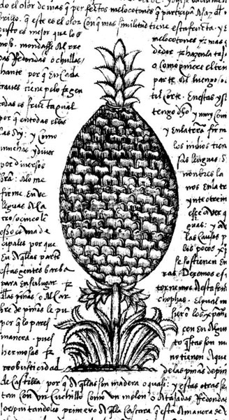 Historia de la Piña - LaHistoria