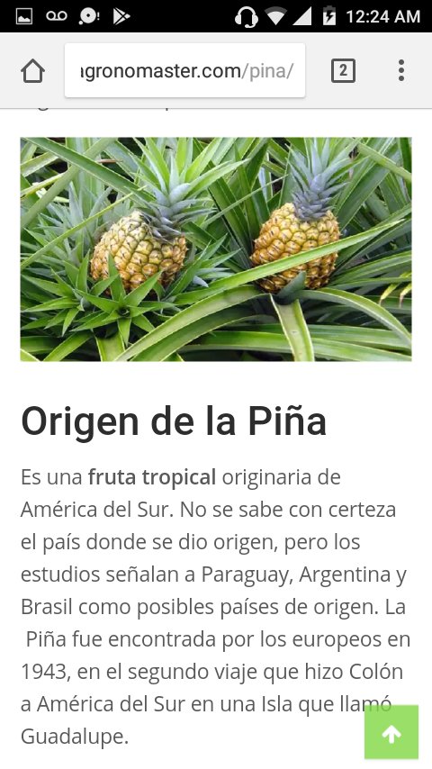 ¿Quién llevo la piña a Europa?