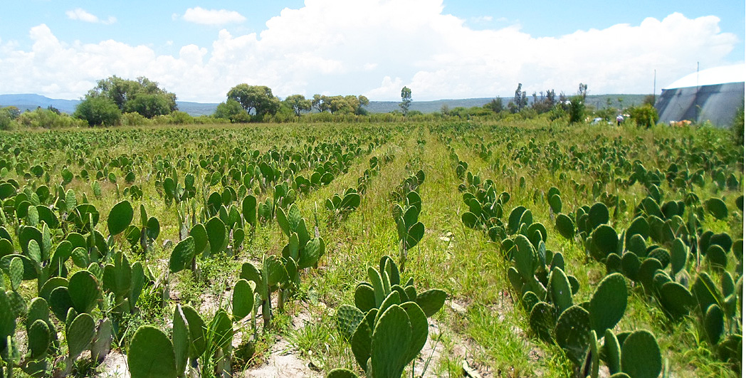 ¿Qué representa el nopal?